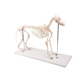 Esqueleto de perro de plástico