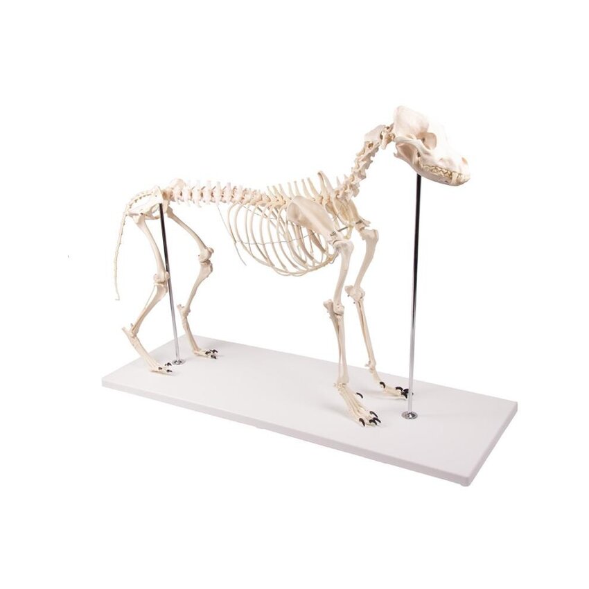 Esqueleto de perro de plástico