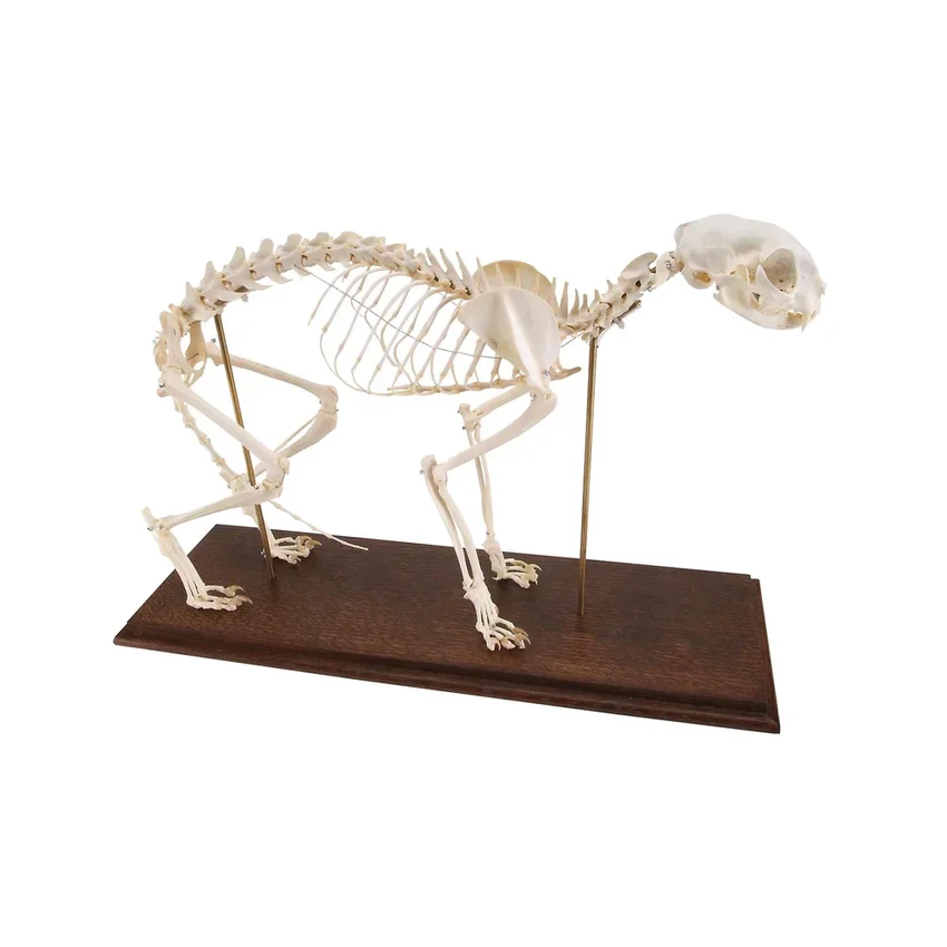 Esqueleto de gato real (Felis catus) con articulaciones flexibles