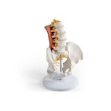 Pelvis masculina, columna lumbar con músculos