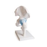 Hip joint model with ligaments with stand
