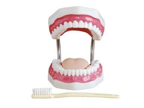 Modelos dentales - Anatómicos