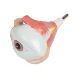 Detailed torso model with 27 removable parts (light-skinned and interchangeable genitals)