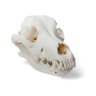 Dog Skull (Canis domesticus)