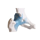Hip joint model with ligaments with stand