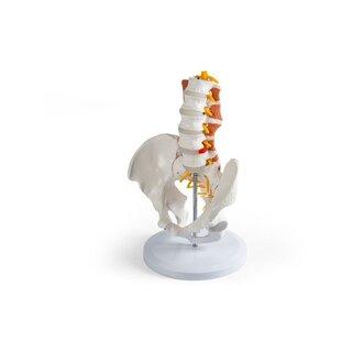 Pelvis masculina, columna lumbar con músculos
