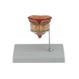 Modelo de próstata