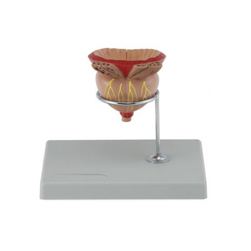 Modelo de próstata