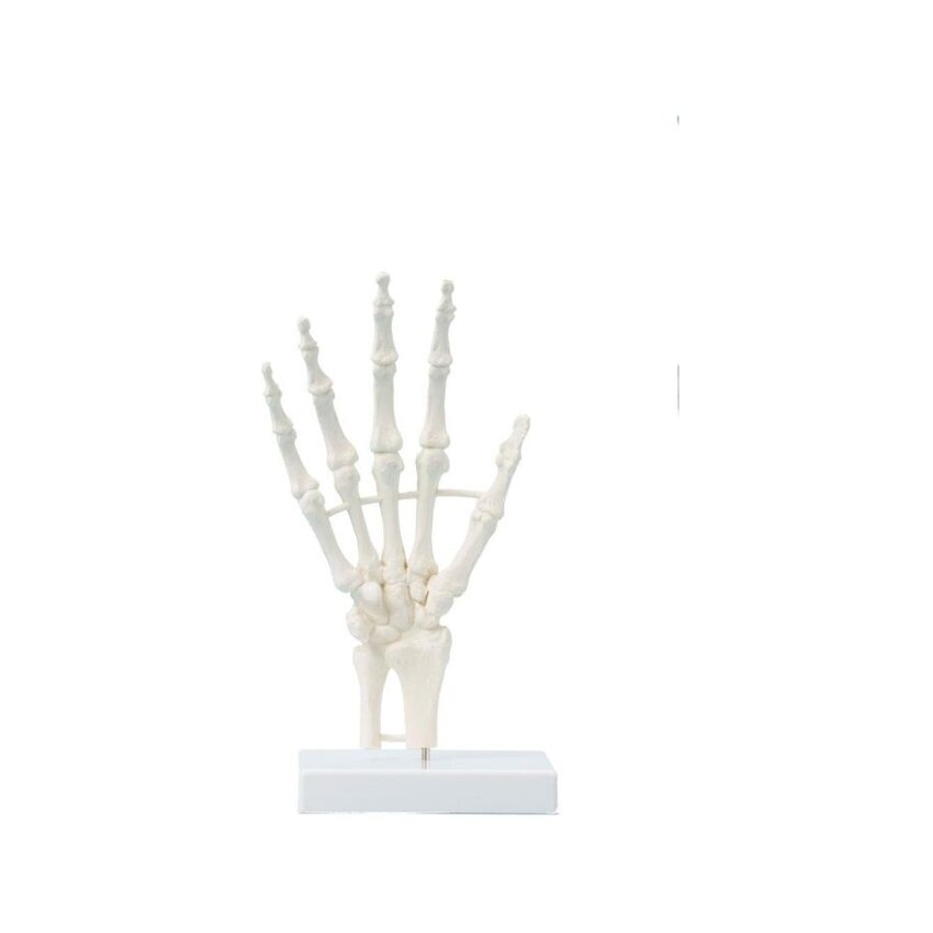 Esqueleto de mano, modelo de bloque