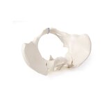 Modelo de pelvis femenina con sacro