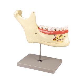 Modelo de mandíbula de 6 partes