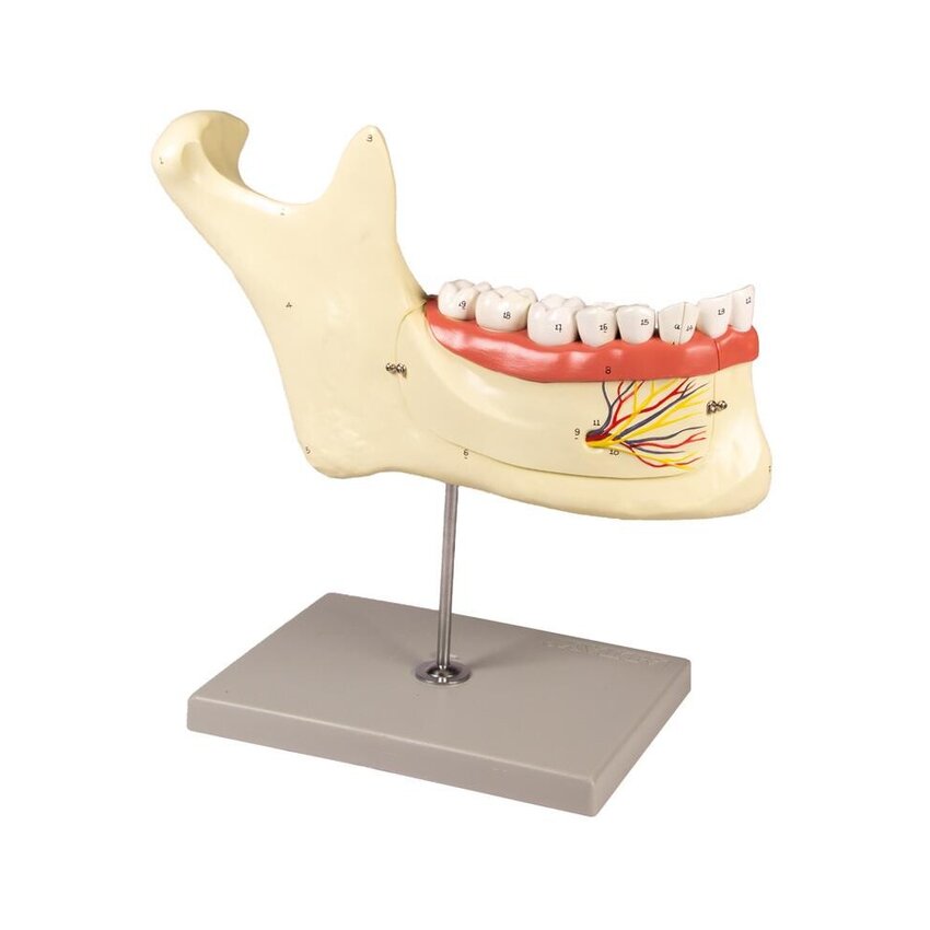 Modelo de mandíbula de 6 partes