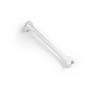 Tibia
