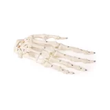 Esqueleto de la mano con numeración de los huesos