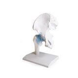 Hip joint model with ligaments with stand