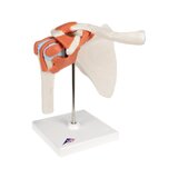 Fleksibel skuldermodel med ledbånd og farvede ledflader