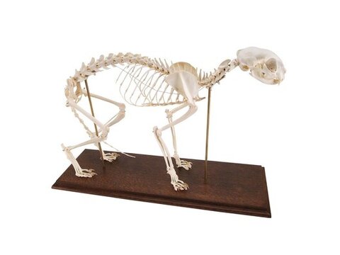Modelos veterinarios reales