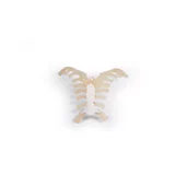 Anatomía del esternón