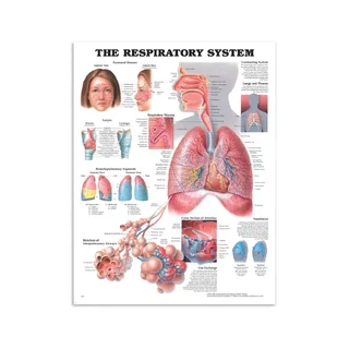 Póster de respiración