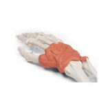 Dispositivo de ligamento en el modelo de muñeca