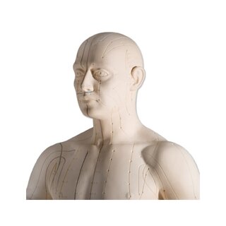 Modelo de acupuntura de 70 cm para uso profesional.