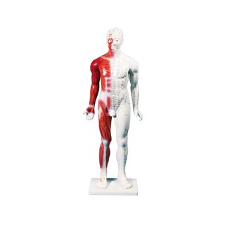 Figura de acupuntura china, hombre, 80 cm