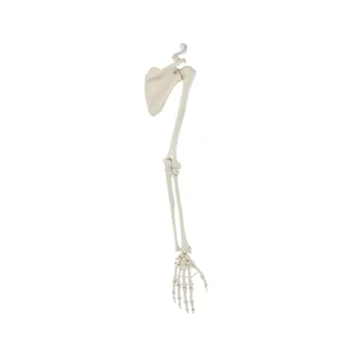 Esqueleto del brazo con cintura escapular
