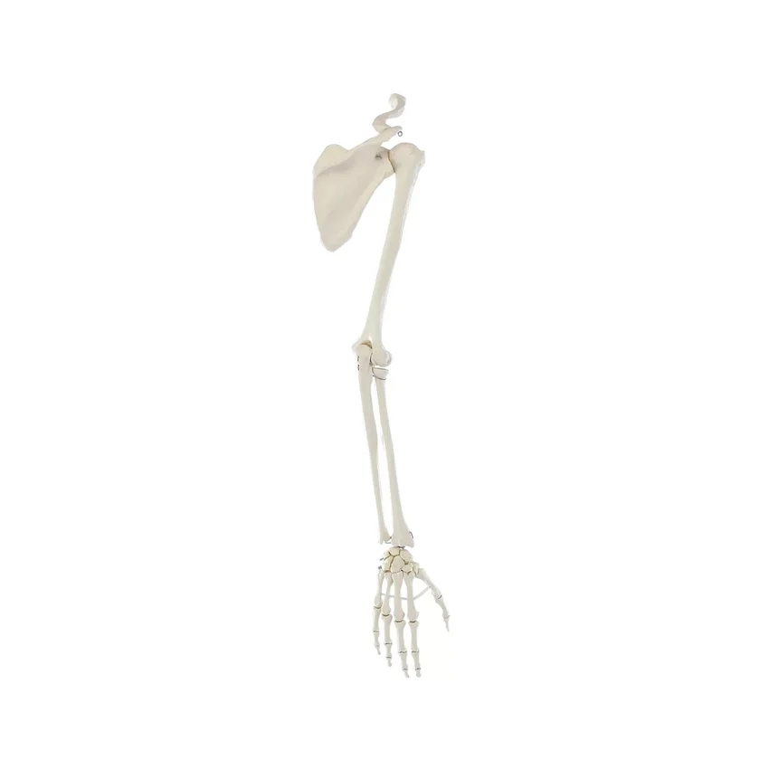 Esqueleto del brazo con cintura escapular
