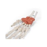 Dispositivo de ligamento en el modelo de muñeca