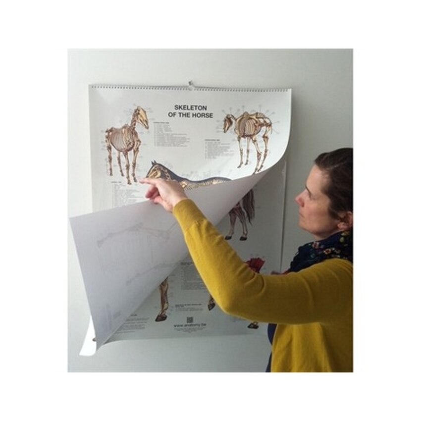 6 carteles de caballos en formato volteable