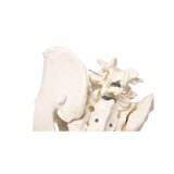 Pelvis masculina con sacro
