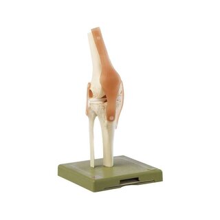 Articulación funcional de la rodilla