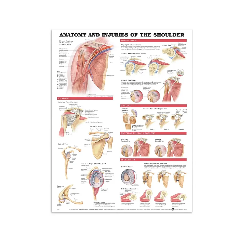 Plakat – Anatomi og skader i skulderleddet, lamineret, 51x66 cm