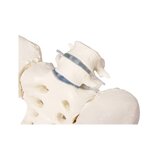 Pelvis femenina con sacro, 2 vértebras lumbares y muñones femorales, flexible