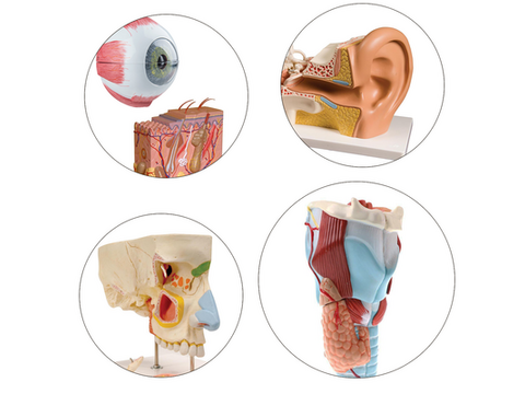 De fem sanser – Anatomiske modeller