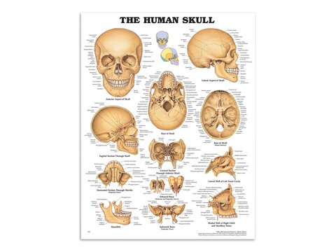 Pósters de cabezas y calaveras
