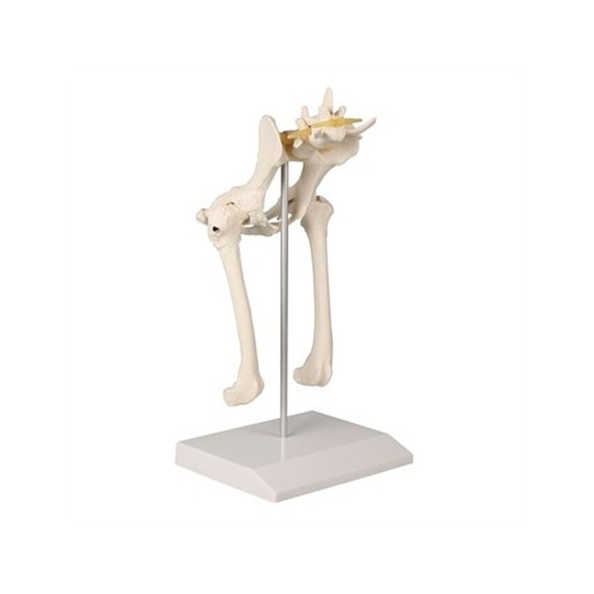 Pelvis de perro con fémur, hernia discal y nervios.