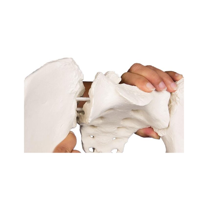 Pelvis femenina, flexible