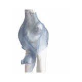 Articulación del codo con ligamentos con soporte