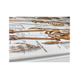 Système squelettique 3D - Diagramme anatomique