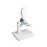 Hip joint model with ligaments with stand