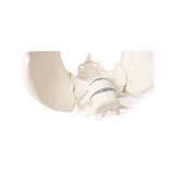 Pelvis femenina con 2 vértebras lumbares, montada de forma flexible