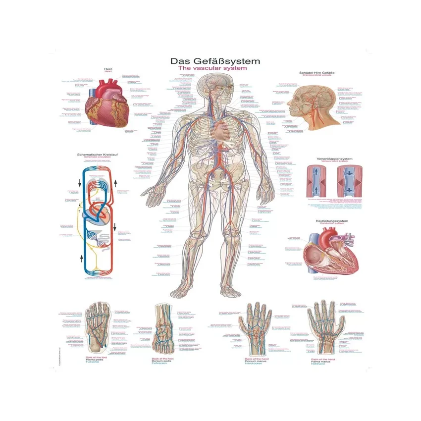 Póster del sistema vascular, 50x70 cm
