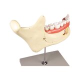 Modelo de mandíbula de 6 partes