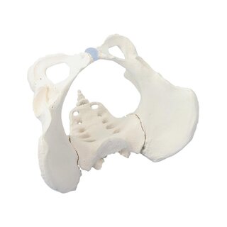 Modelo de pelvis femenina con sacro