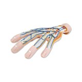 Modelo de mano avanzado con dos partes desmontables.