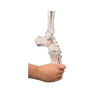 Esqueleto óseo con media pelvis, pie flexible y marcas musculares.