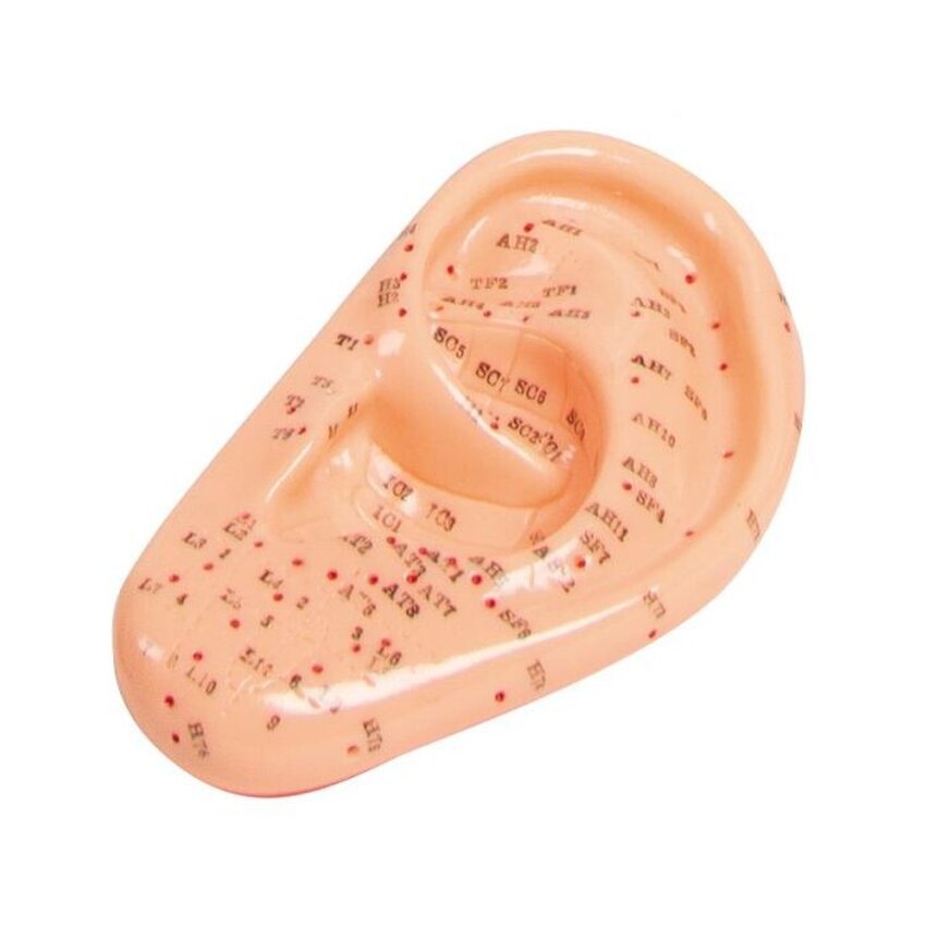 Modelo de acupuntura Oreja 22 cm