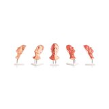Cabezal para inyecciones faciales con músculos, arterias y nervios.