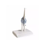 Articulación del codo con ligamentos con soporte